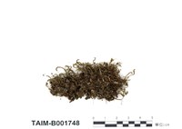 藏品(樹形疣燈苔)的圖片